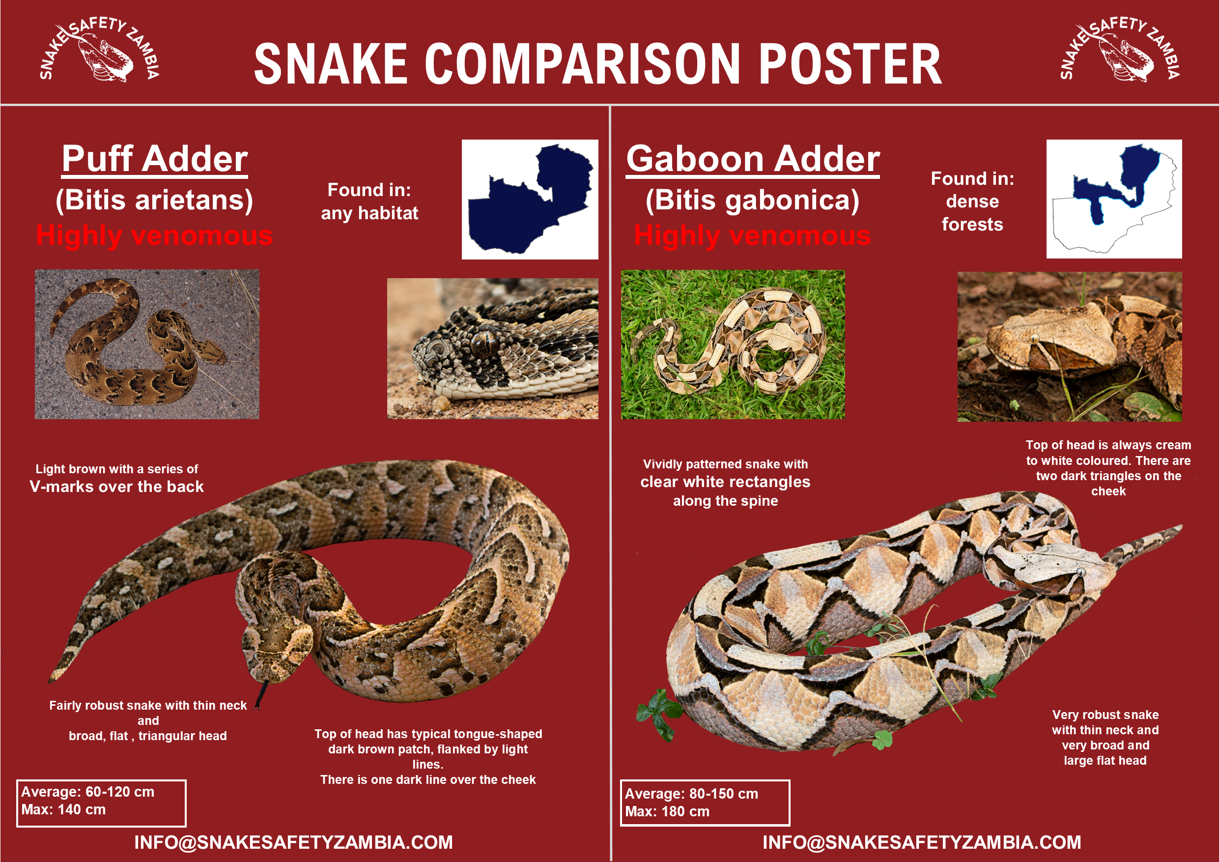 Snake Comparison Posters – Snake Safety Zambia